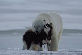 Pin On Funny Dogs Gorgeous Wolves