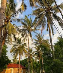 Indonesia🌏🌴🏄🏽‍♂️☀️