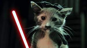 Kylo doesn't really play with toys so it was surprising to see him all over this toy! Jedi Kittens Strike Back Youtube