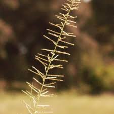 Image result for Sporobolus pyramidalis