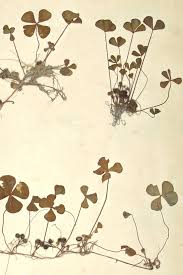 Image result for Marsilea aegyptiaca