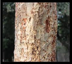 Image result for Albizia procera