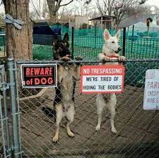 Cute beware of dog 6 x 6 weather resistance aluminum sign. Pin By Hill Hijack On Animal S Got Jokes Too Funny Dog Signs Cute Funny Animals Funny Animals