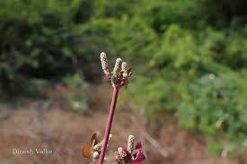 Image result for Nothosaerva