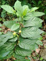 Image result for Sida acuta