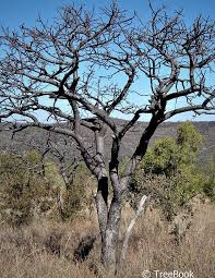 Image result for Lannea discolor