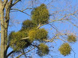 Mistletoe Plant Poison Major Species Christmas Britannica