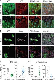 Baixar música do roberto carlos a volta download de mp3 e letras. Dpp Regulates Autophagy Dependent Midgut Removal And Signals To Block Ecdysone Production Cell Death Differentiation