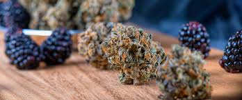It's also known as azure haze and has some pretty mysterious or. Popular Marijuana Strains Most Popular Cannabis Strains Medical Marijuana Inc