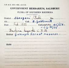 Image result for Barleria lugardii