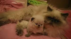It looks like he's eating something blue point himalayan kitten 6 weeks old www.valleyhimalayans.com follow us on instagram. Larkspur S Gorgeous Blue Point Himalayan Kitten Youtube