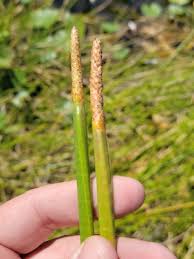Image result for Eleocharis acutangula
