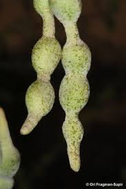 Image result for Maerua bussei