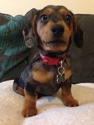 Sophie The New Addition A Miniature Smooth Haired Silver Dapple Dachshund Silver Dapple Dachshund Dog Love Dapple Dachshund