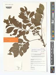 Image result for Pseudobersama