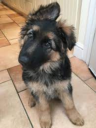 The result of mixing old herding breeds and farm dogs, the german shepherd was first shown in america in 1907. 10 Week Old German Shepherd Puppy Freyja Heath S Personal Dog Training In Essex