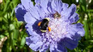 Abc knows texas plants living in texas is unlike living anywhere else, with its beautiful weather all year round, even if it is a bit hot and steamy in the middle of summer. Attracting Pollinators To The Garden Organic Gardening Blog Grow Organic