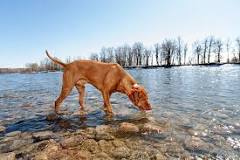 Image result