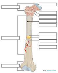 Its not option b blank long bone diagram long bone diagram . Label A Long Bone