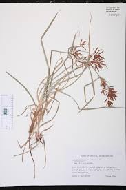 Image result for Cyperus sp.no.5