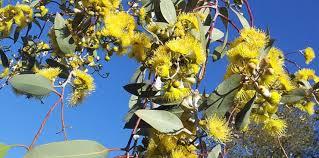 Bulleen Art Garden Page 2 Of 31 Lemon Flowers Colorful Plants Photo Tree