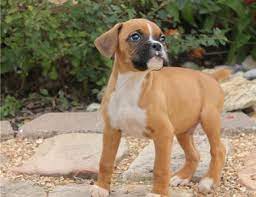 Erie county, buffalo, ny id: Magnificent Akc Reg Boxer Puppies Txt 901 443 8198 For Sale In Buffalo New York Classified Americanlisted Com