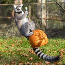 We Ve Had No Tricks Just Treats Here At The Zoo This Halloween While The Lemurs Got To Grips With Pumpkin Enrichment Our Lor Halloween Zoo Edinburgh Zoo Zoo