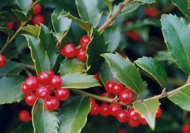Its berries are dark red. Ilex X Meserveae Blue Maid Blue Maid Holly Sunny Valley Farms