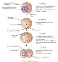 We did not find results for: Mitosis Dan Meiosis Science Quizizz
