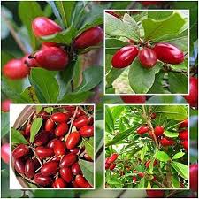 Image result for Synsepalum
