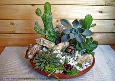 Los tallos gruesos pueden arrastrarse por tres pies. 13 Ideas De Arreglo De Cactus Cactus Y Suculentas Suculentas Cactus