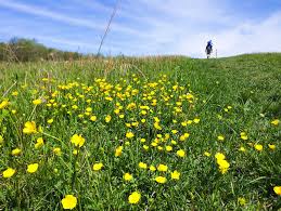 25 Hikes For Wildflowers And A Few Waterfalls Too Virginia S Travel Blog Identifying wildflowers is a great way to learn more about nature, especially when hiking, camping, or even gardening in your backyard. 25 hikes for wildflowers and a few
