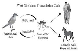 In rare cases, it's been known to be fatal. West Nile Virus Wnv Equine