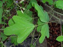 Image result for Neorautanenia