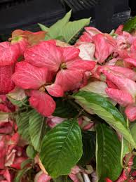 Image result for Mussaenda elegans