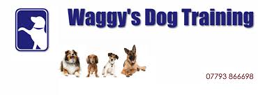 Loves hanging out with little pet collar and is never lost for words! Waggy S Dog Training Blackpool