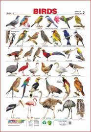 Spectrum Set Of 3 Educational Wall Charts English Alphabets Domestic Animals Birds 2 Multicolor