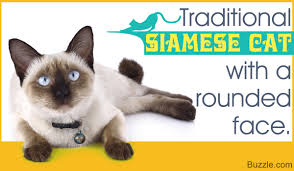 They are relatives of the siamese and share some of their personality traits, but. The Felines From Thailand Siamese Cat Types And Related Facts Amazing Animals