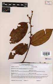 Image result for Ellipanthus