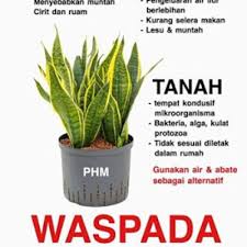2 cara menanam lidah buaya. Jenis Pokok Lidah Jin Di Pasaran Dan Cara Penjagaan