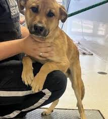 Male Golden Retriever found in Marlborough & Speedvale