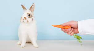 We did not find results for: Can Rabbits Eat Carrots Daily Or Just As A Special Treat