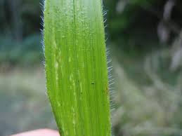 Image result for Brachypodium flexum