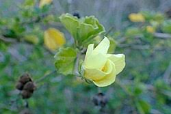 Image result for Pavonia leptocalyx