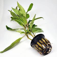 Image result for Dichaetanthera corymbosa