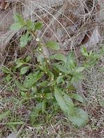 Image result for Struchium