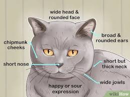This is a compact, muscular and powerful breed that should be cobby or chunky in appearance. 3 Ways To Identify A British Shorthair Cat Wikihow
