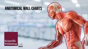 Anatomical Wall Charts Home And Healthcare Facilities Anatomical Wall Charts