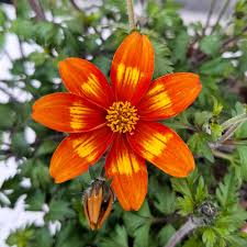 Image result for Bidens baumii
