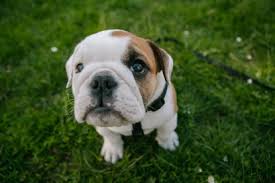 Advertise, sell, buy and rehome english bulldog dogs and puppies with pets4homes. Photos Cute English Bulldog Puppy Spotted In North Seattle Seattle Refined
